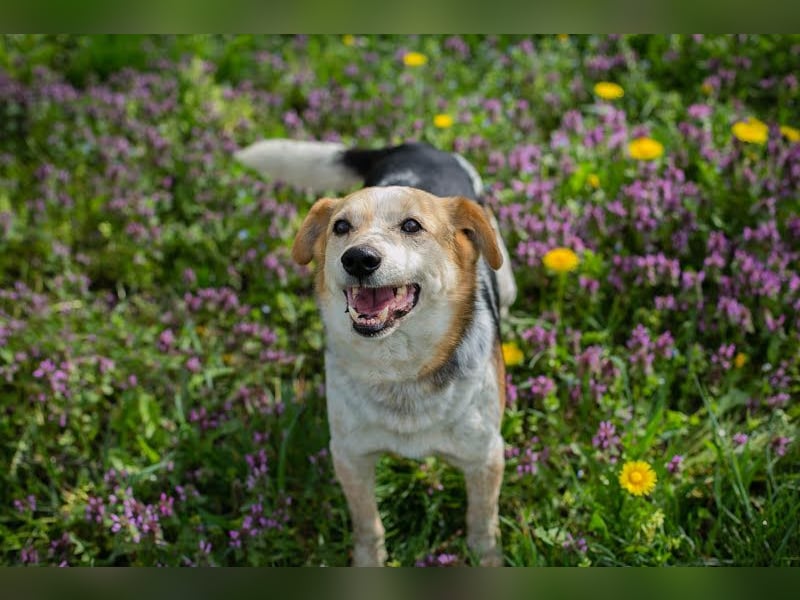 CHARLY-VITO – KLEINER SONNENSCHEIN SUCHT SEIN GLÜCK!