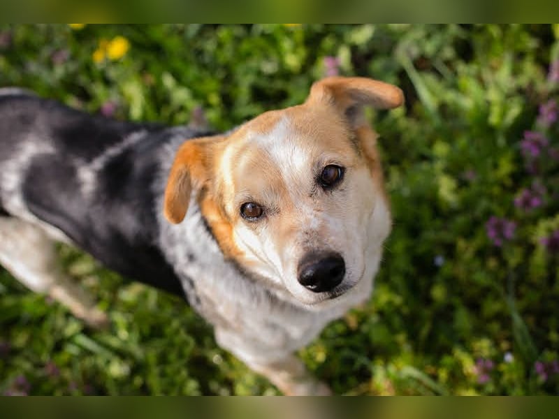 CHARLY-VITO – KLEINER SONNENSCHEIN SUCHT SEIN GLÜCK!