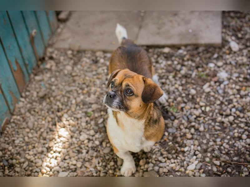 SCHRÖDER – Kleiner Sonnenschein mit großem Herz! Zuhause zum 24.05.2025 gesucht!