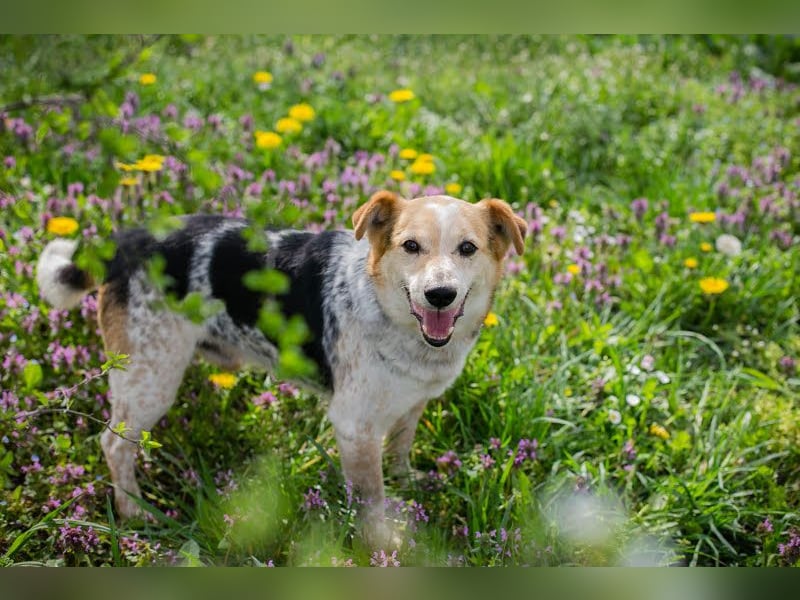 CHARLY-VITO – KLEINER SONNENSCHEIN SUCHT SEIN GLÜCK!