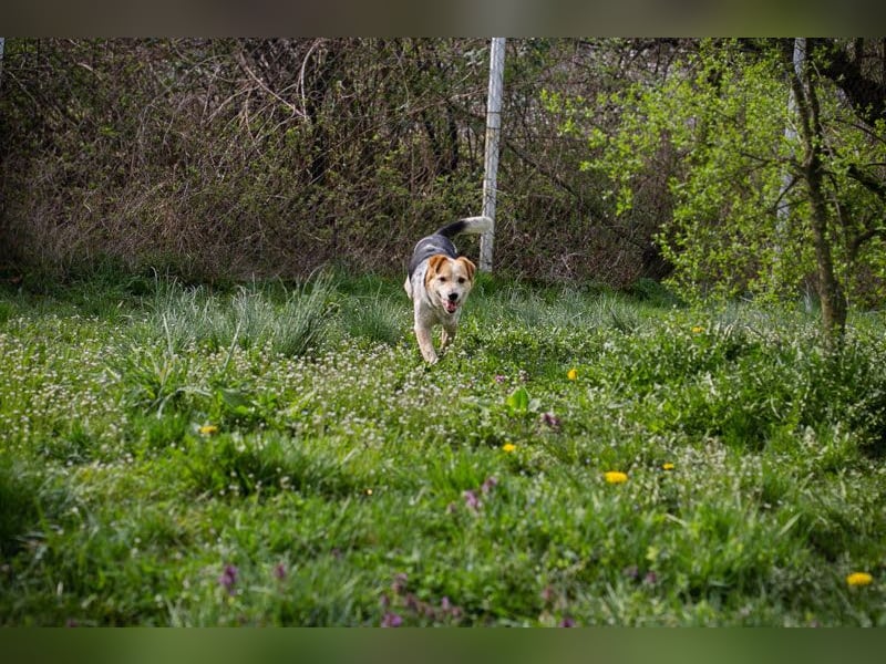 CHARLY-VITO – KLEINER SONNENSCHEIN SUCHT SEIN GLÜCK!