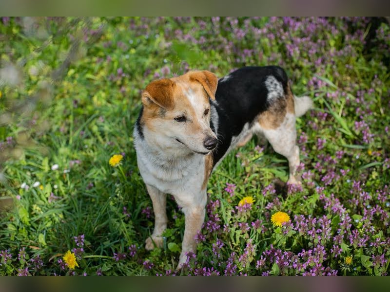 CHARLY-VITO – KLEINER SONNENSCHEIN SUCHT SEIN GLÜCK!