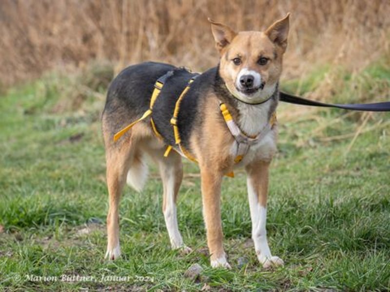 Peanut ist ein schüchterner, lieber Rüde