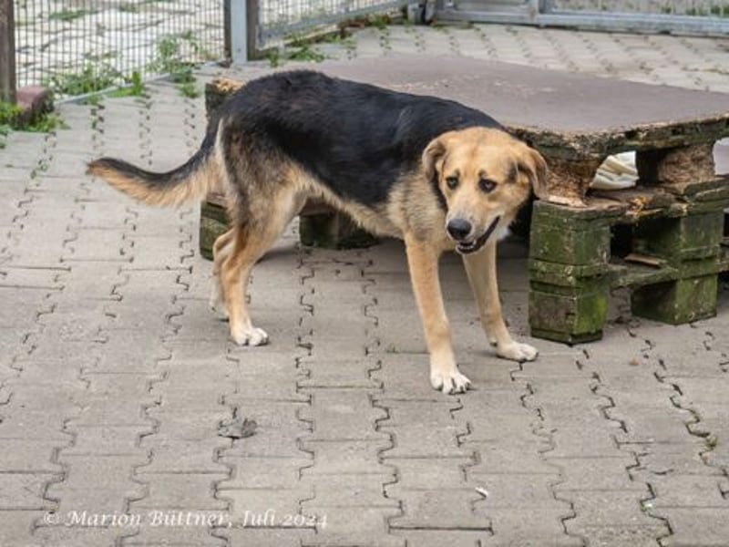 Casper sucht ein liebevolles Zuhause