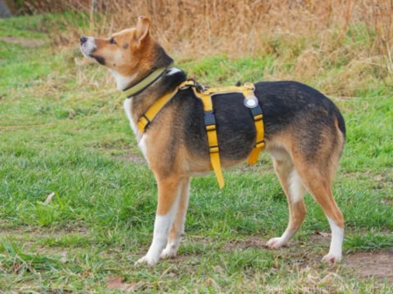 Peanut ist ein schüchterner, lieber Rüde