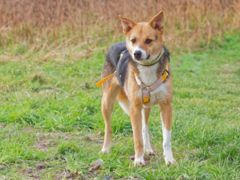Peanut ist ein schüchterner, lieber Rüde