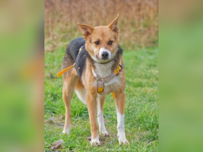 Peanut ist ein schüchterner, lieber Rüde