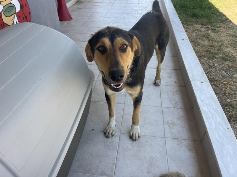 Zoris - Ein Herz auf vier Pfoten sucht sein Zuhause oder Pflegestelle!