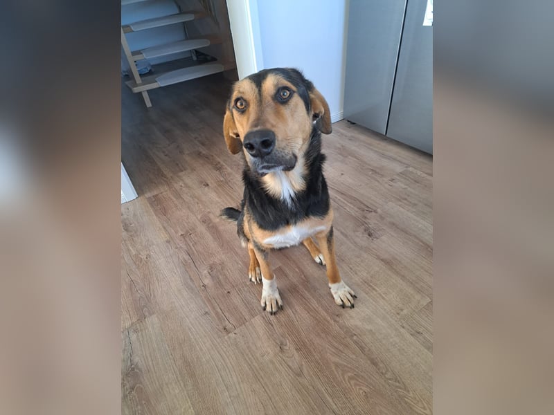 Zoris - Ein Herz auf vier Pfoten sucht sein Zuhause oder Pflegestelle!