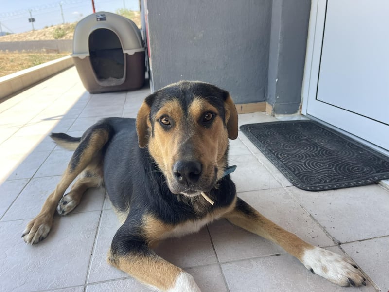 Zoris - Ein Herz auf vier Pfoten sucht sein Zuhause oder Pflegestelle!