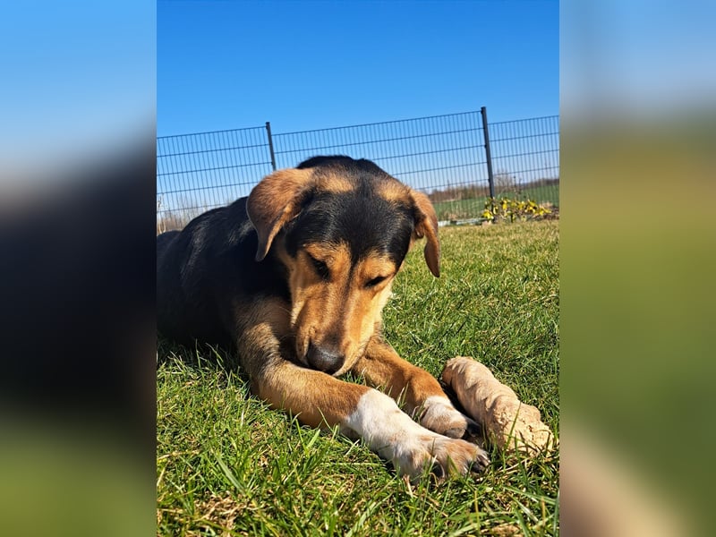 Zoris - Ein Herz auf vier Pfoten sucht sein Zuhause oder Pflegestelle!