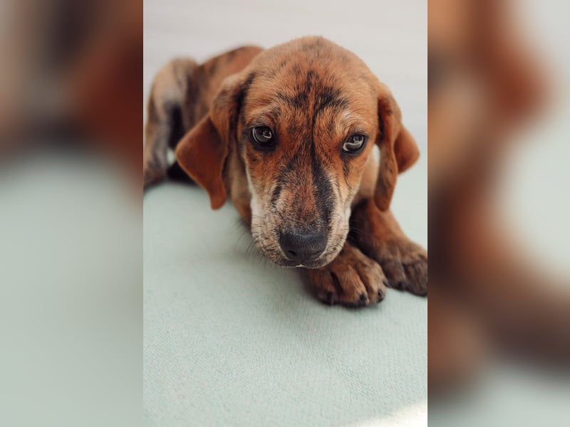 Jagdhund Mix Henri