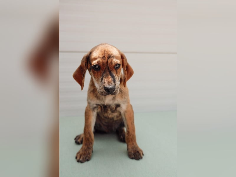 Jagdhund Mix Henri