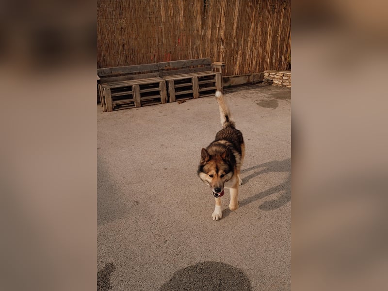Sonnenschein Rocky