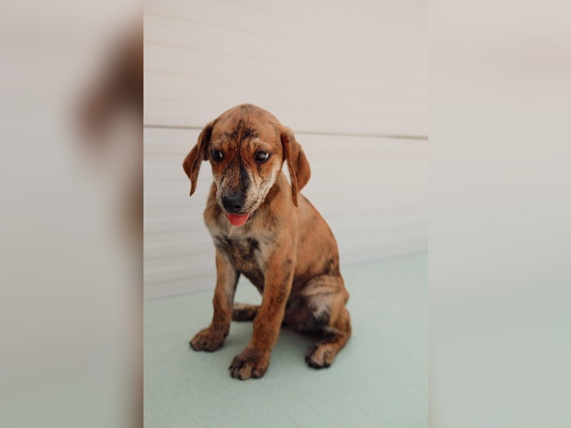 Jagdhund Mix Henri