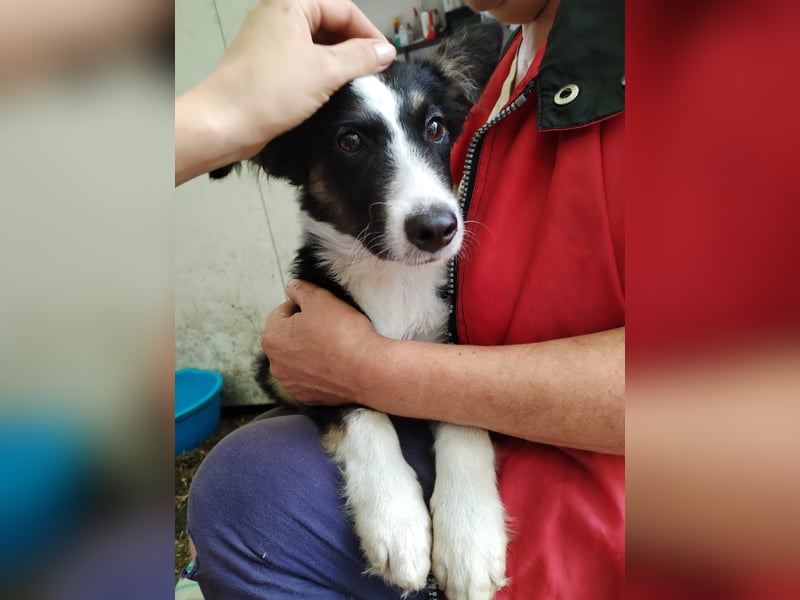 VITO - ein liebevolles Zuhause gesucht