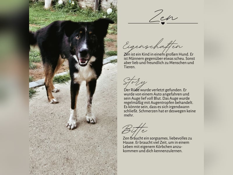 ZEN - der Junge, der sein Glück sucht