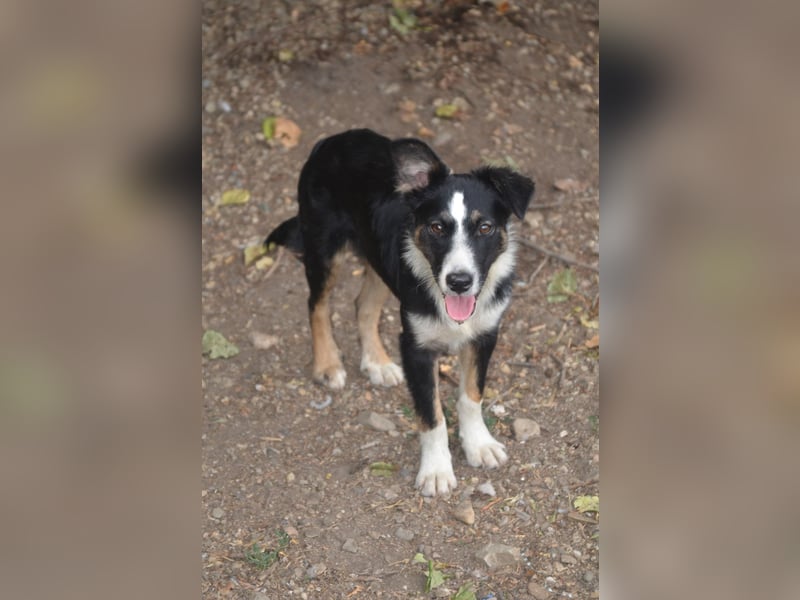 VITO - ein liebevolles Zuhause gesucht