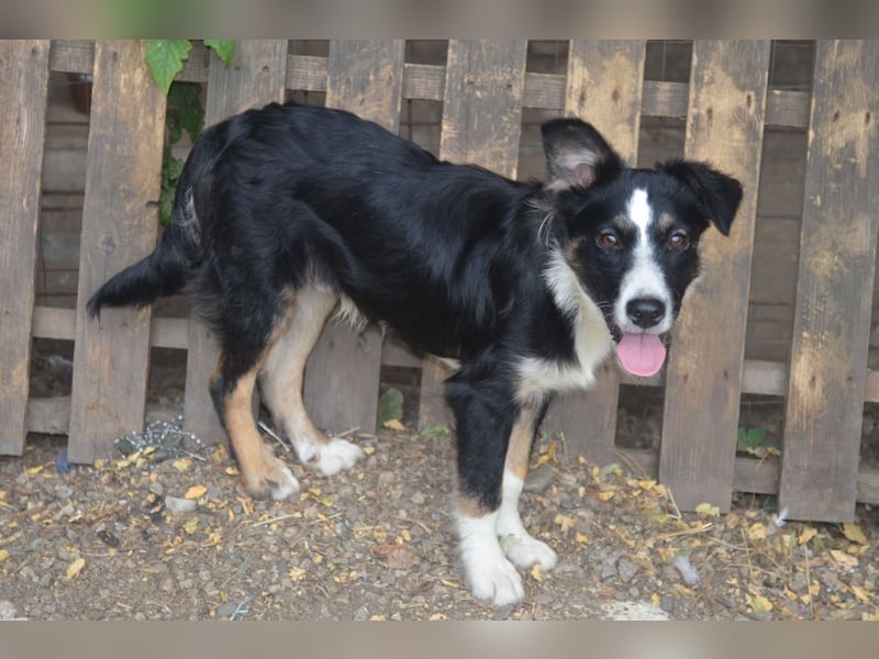 VITO - ein liebevolles Zuhause gesucht