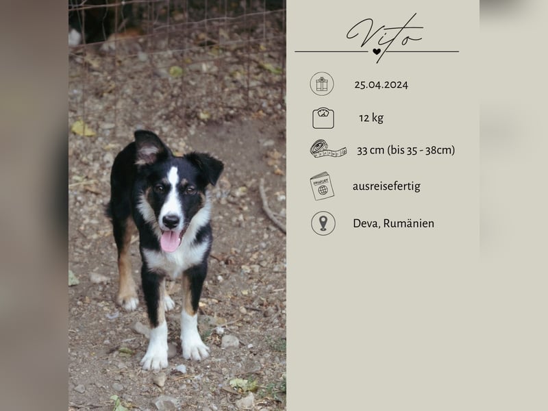VITO - ein liebevolles Zuhause gesucht