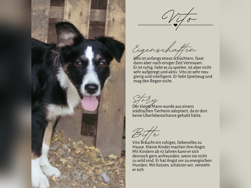VITO - ein liebevolles Zuhause gesucht