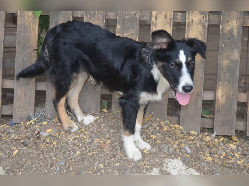 VITO - ein liebevolles Zuhause gesucht
