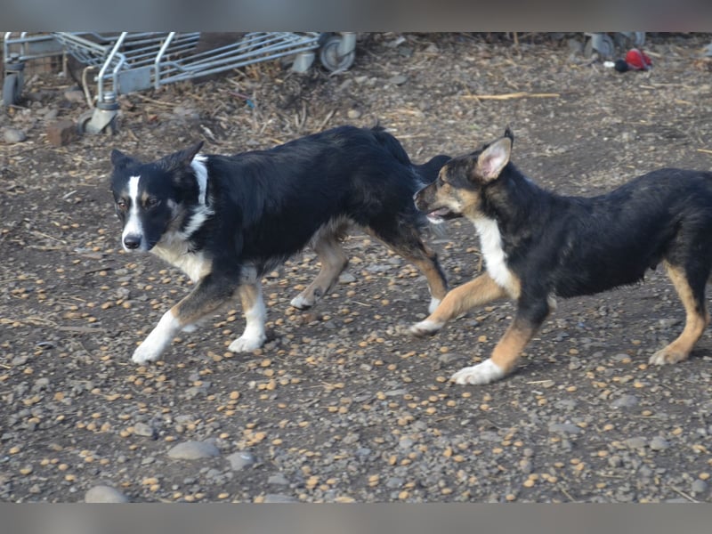 VITO - ein liebevolles Zuhause gesucht