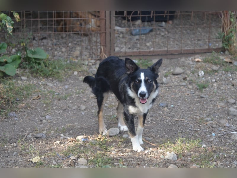 VITO - ein liebevolles Zuhause gesucht