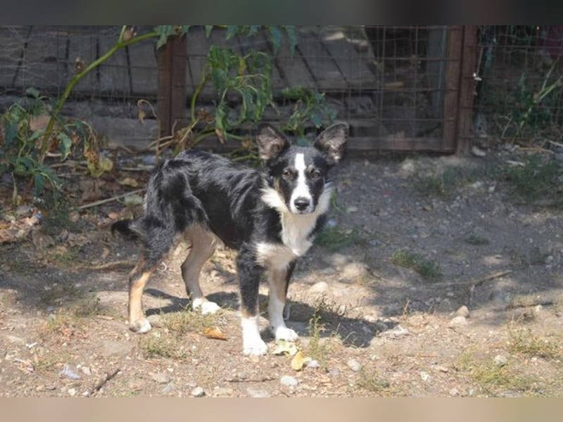VITO - ein liebevolles Zuhause gesucht