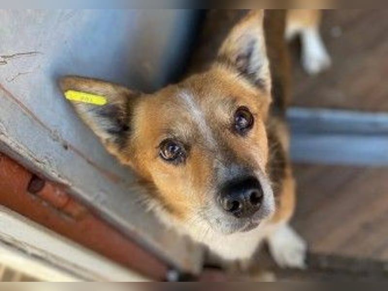 Unser freundlicher, lieber Sunny sucht seine Familie
