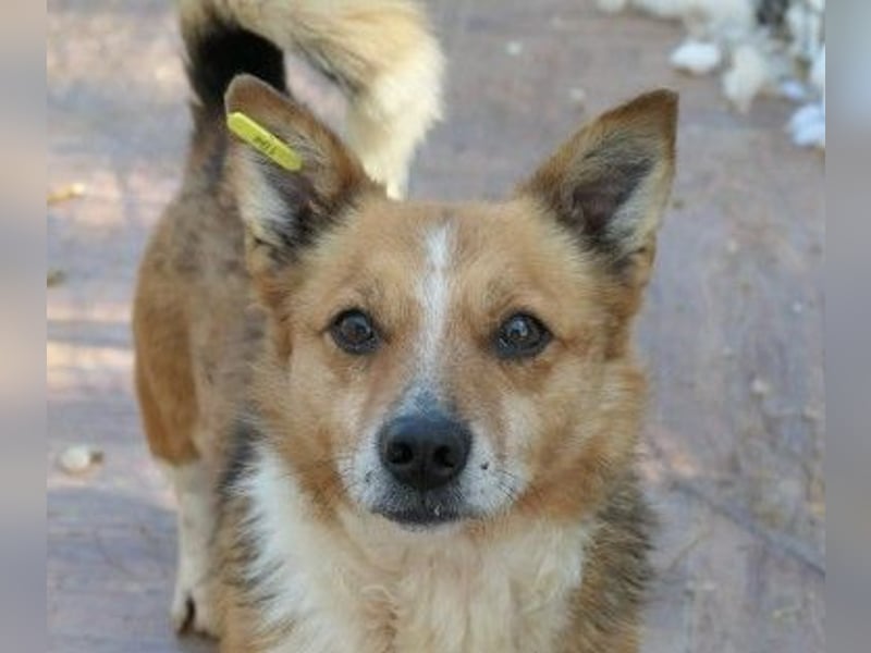 Unser freundlicher, lieber Sunny sucht seine Familie