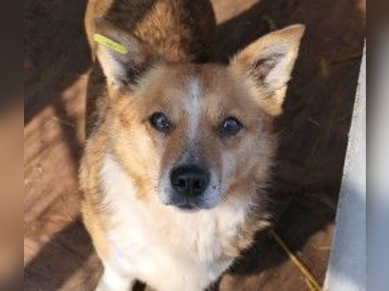 Unser freundlicher, lieber Sunny sucht seine Familie