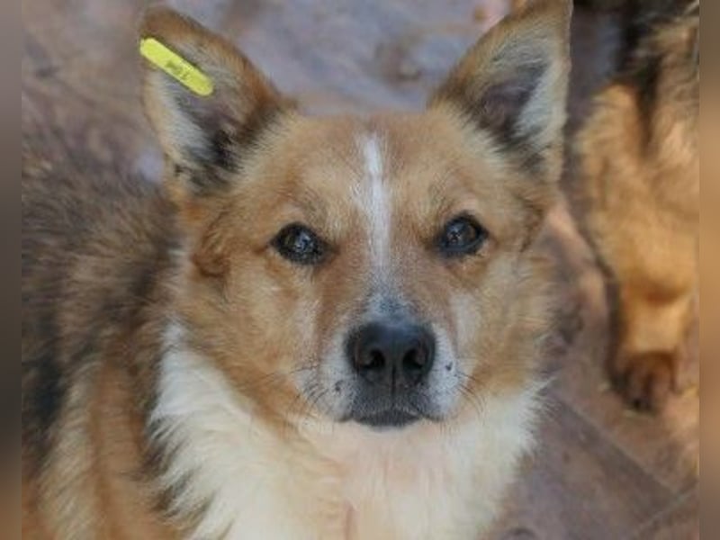 Unser freundlicher, lieber Sunny sucht seine Familie