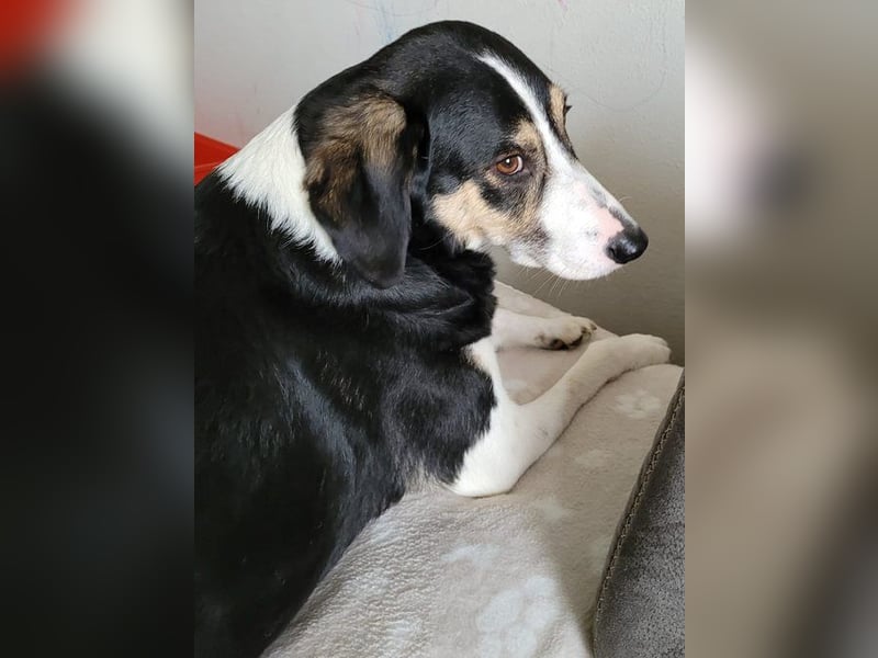 Laky (Snickers) Pflegestelle Niedersachen verliert unverschuldet sein Zuhause