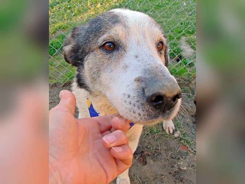 Hundeopi Donny sucht ein liebevolles Zuhause