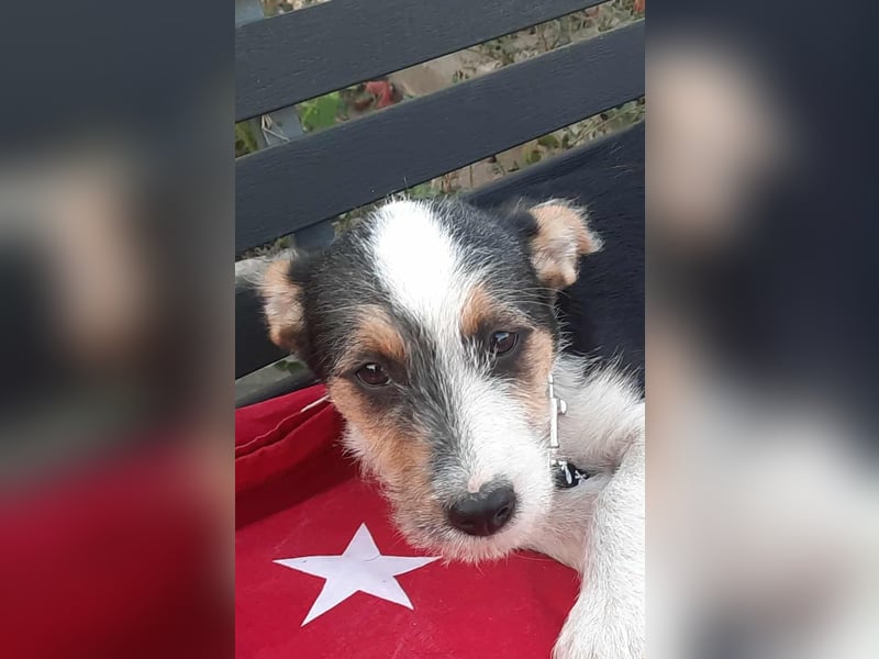 Hundejunge Aurel