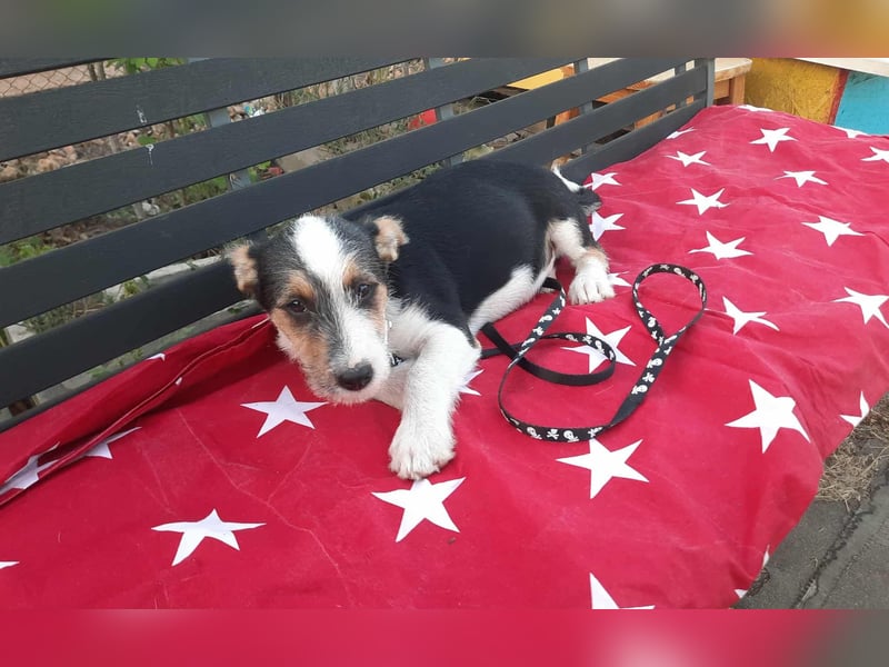Hundejunge Aurel