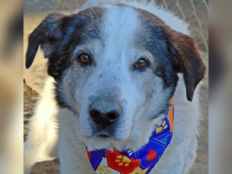 Hundeopi Donny sucht ein liebevolles Zuhause