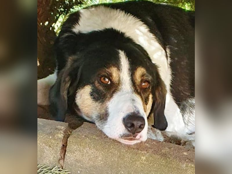 Laky (Snickers) Pflegestelle Niedersachen verliert unverschuldet sein Zuhause