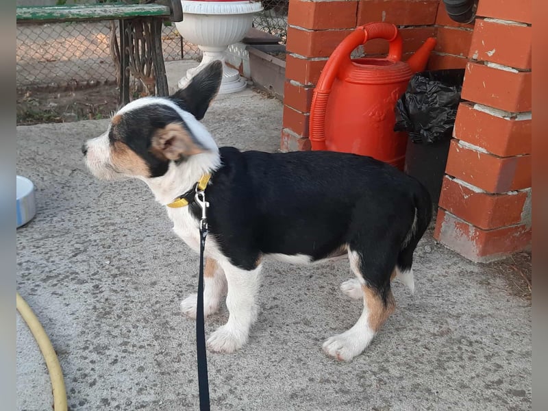 Hundejunge Aurel