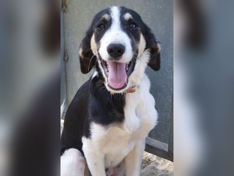 Laky (Snickers) Pflegestelle Niedersachen verliert unverschuldet sein Zuhause