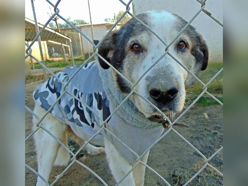 Hundeopi Donny sucht ein liebevolles Zuhause