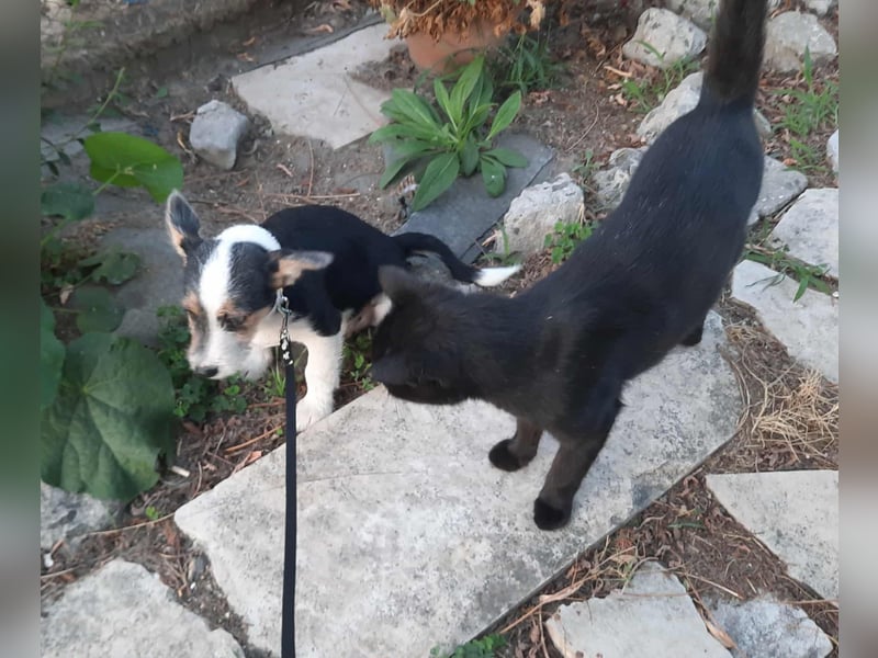 Hundejunge Aurel