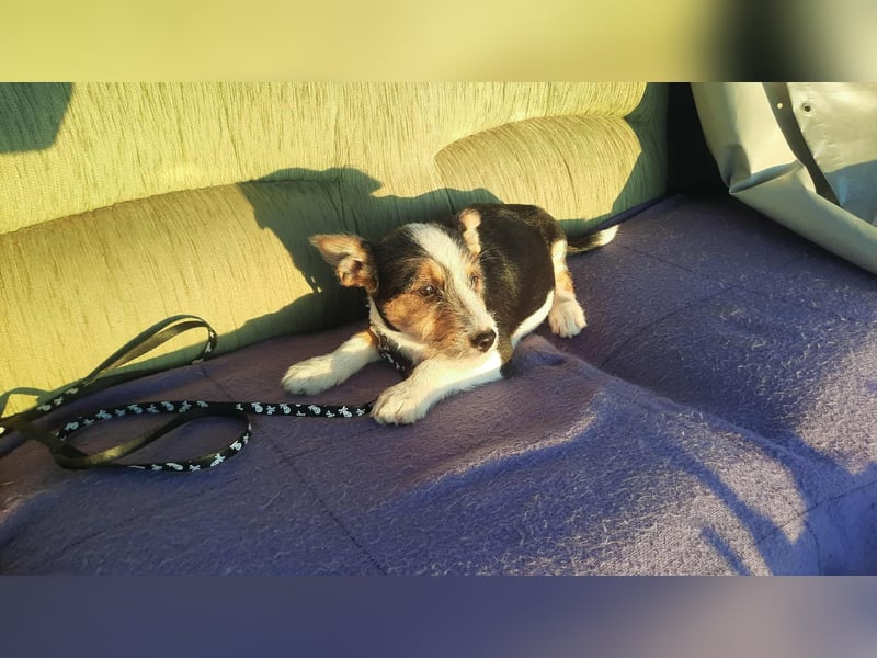 Hundejunge Aurel