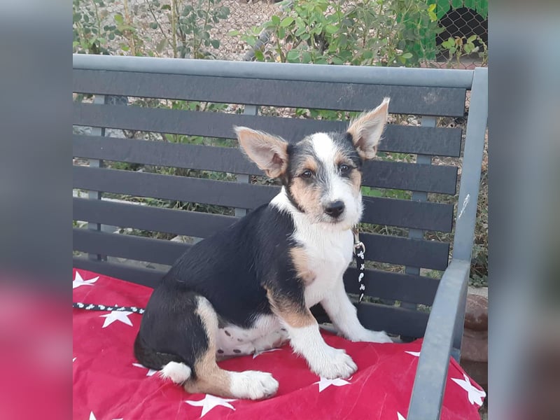 Hundejunge Aurel