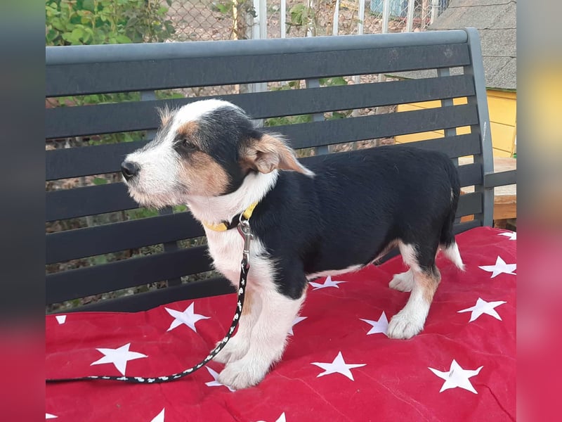 Hundejunge Aurel