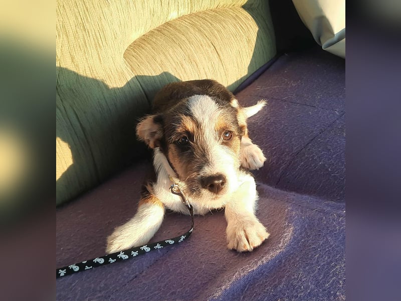 Hundejunge Aurel