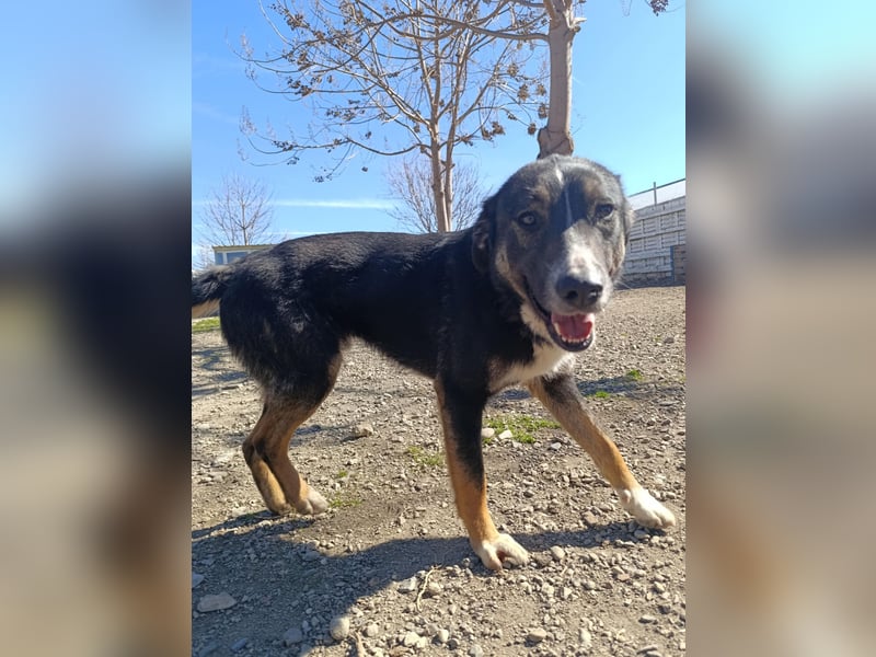 Morris - verspielter Junghund sucht dich