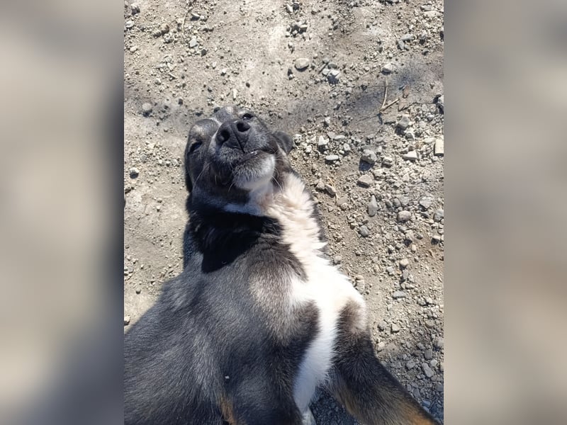 Morris - verspielter Junghund sucht dich