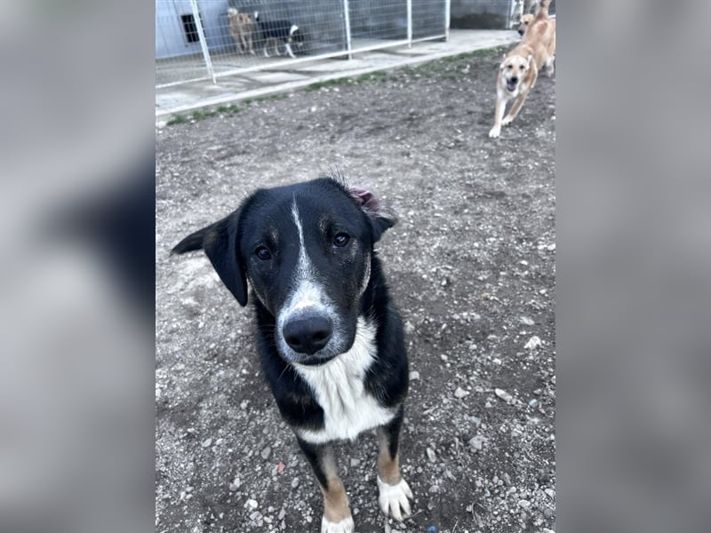 Morris - verspielter Junghund sucht dich